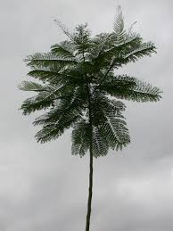 Image result for Schizolobium parahyba