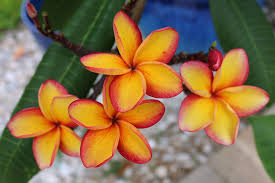 Pin On Plumeria