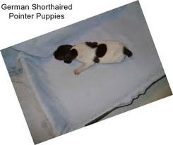German shorthaired pointer puppies cleveland ohio. Gun Dogs German Shorthaired Pointer For Sale In Cleveland Agriseek Com