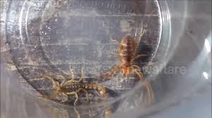 It has jaws similar to pliers although the species of a camel spider completely depends on how much their length is. Newsflare Camel Spider Crushes Scorpion S Tail
