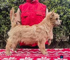 Image result for cairn teriér