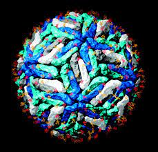 Gnu health neglected tropical diseases. Dengue Virus Envelope Glycoprotein Structure New Insight Into Its Interactions During Viral Entry Pnas