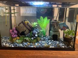 I always believe a betta. Top Fin Betta Tank Heater Fish Heaters Petsmart
