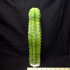 Free shipping on orders over $25 shipped by amazon. Echinopsis Pachanoi 12 X 3 Cutting