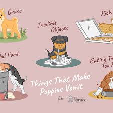 Small puppies with small tummies: What To Do If Your Puppy Is Vomiting