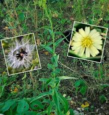 Image result for Lactuca indica