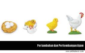 8700 Koleksi Gambar Proses Pertumbuhan Hewan Ayam Hd Gambar Hewan