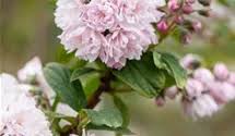 Image result for Deutzia hybrida Pink Pompon