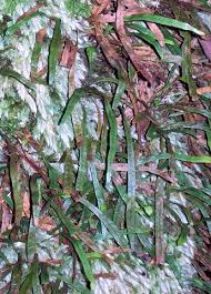 Image result for Lellingeria