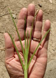 Image result for Eleusine africana