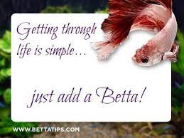 Koi fish quotations to help you with one fish two fish and albert fish: Getting Through Life Is Simple Just Add A Betta Betta Bettafish Bettaquotes Fishquotes Lovefish Fish Betta Betta Fish Fishing For Beginners