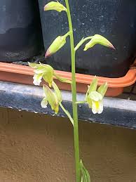 Image result for Eulophia dactylifera