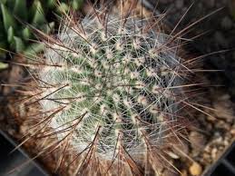 Image result for Cavacoa aurea