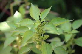 Image result for Acalypha fimbriata