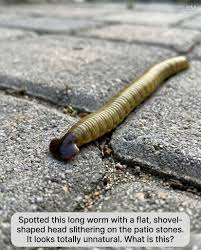 Found this on my patio and I'm genuinely creeped out. What kind of worm has  a flat shovel-shaped head?? This doesn't look like anything normal. Someone  please tell me what this is