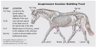 Once bitten twice shy how to train a dangerous dominant horse. Building Your Horse S Trust Equine Wellness Magazine