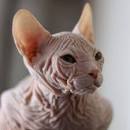 Donskoy Cat or Don Sphynx Cat Features & Facts - Catsfud