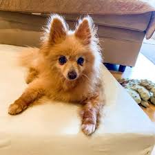 But your pet is happiest at home, surrounded by familiar sights, smells and sounds. Kali S Cottage Pet Boarding