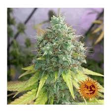 International shipping available and seeds for free with every order! Barney S Farm G13 Haze Fem 10er