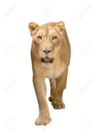 Side view of a standing lion, panthera leo, isolated on white background with natural light of sunset. Female Lion Panthera Leo Walking Isolated On White Background Stock Photo Picture And Royalty Free Image Image 128220840