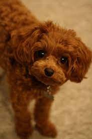 Cavapoo Poo Brags Cavapoo Puppies Cavapoo Puppy Photos
