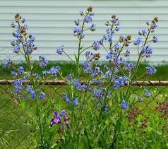 The plants, which resist rabbits and deer, bloom from spring to summer and are hardy in zones 3 to 8. Italian Bugloss Tall Perennial With True Blue Flowers