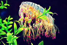Flower Hat Jelly Sea Life Wallpaper Flower Hats Jellyfish