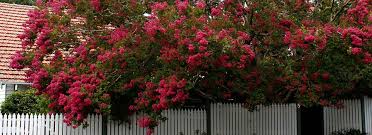 growing crepe myrtle sustainable gardening australia