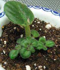 Propagating African Violets African Violets Plants Propagating Plants African Violets