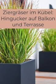 Ziergraser Im Kubel Hingucker Auf Balkon Und Terrasse Plantersflowers Dieser Ratgeber Hilft Bei In 2020 Graser Fur Den Garten Terrasse Pflanzen Graser Im Garten