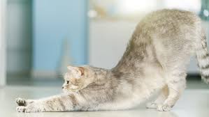Ruyada Kedi Gormek Hangi Anlama Gelir Ruyada Kedi Gormek Diyanet