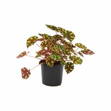 The flowers are insignificant, but with leaves like these, who cares? Enrich With Nature Begonia Rex Indoor Foliage Mitre 10