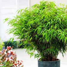 Sie können in dem großen gartencenter in kaarst ihren einkauf erledigen oder in einem von den zwei vorhandenen onlineshops. Garten Bambus Rufa Im Ca 18 Cm Topf Online Kaufen Bei Gartner Potschke