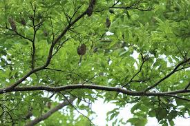 Image result for Pericopsis