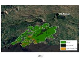 Image result for Pavetta gurueensis