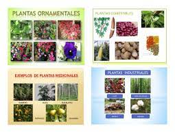 Conocé todas las oficinas comerciales y plantas industriales de arcor en el mundo. Plantas Ornamentables Medicinales Comestibles Industriales Imagenes