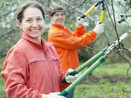 Regarding this, what time of the year do you prune plum trees? Why Winter Is The Best Time To Prune Your Fruit Trees And Shrubs Kawarthanow