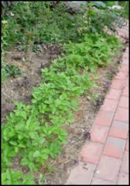 Includes bibliographical references and index. Edible Landscaping Growing Alpine Strawberries From Seed For Your Garden Beds And Containers Dave S Garden