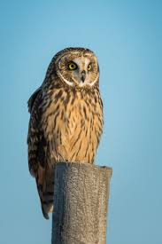 A Field Guide To Common Owl Species Countryside