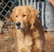 Find golden retriever dogs and puppies from massachusetts breeders. 5 Best Golden Retriever Breeders In Massachusetts 2021 We Love Doodles