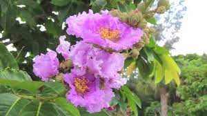 3 inch pink and white flowers in the summer open at night and remain open through the early morning hours, longer on cloudy days. Flowering Trees Southwest Florida Youtube