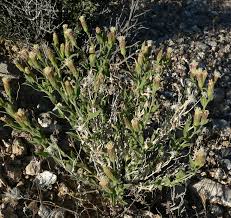 Image result for Lopholaena brickellioides
