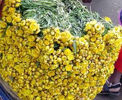 Image result for Helichrysum harveyanum
