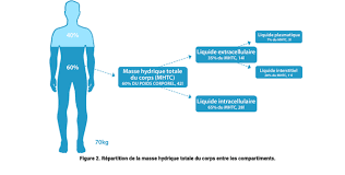 Multiplier la consommation d'eau, au. Eau Et Hydratation Bases Physiologiques Chez L Adulte Hydration For Health