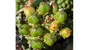 Image result for Crotonogynopsis australis