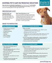 Keeping Pets Safe In Freezing Weather Pet Safe Freezing Weather Pets