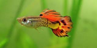 Lifespan Of Guppies How Long Does A Guppy Fish Live For