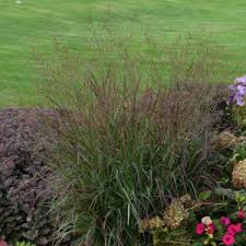 Image result for Panicum schinzii
