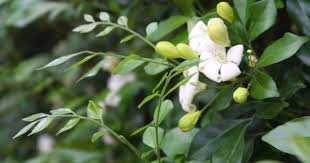 Tanah ini cuma memiliki ketebalan dengan demikian adalah kewajiban bagi kita untuk merawatnya bersama sama. Ciri Ciri Pohon Kemuning Murraya Paniculata Di Alam Liar Ciriciripohon Com