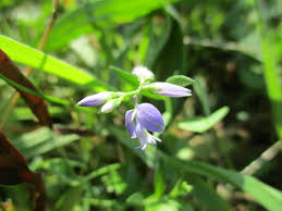 Image result for Polygala ohlendorfiana